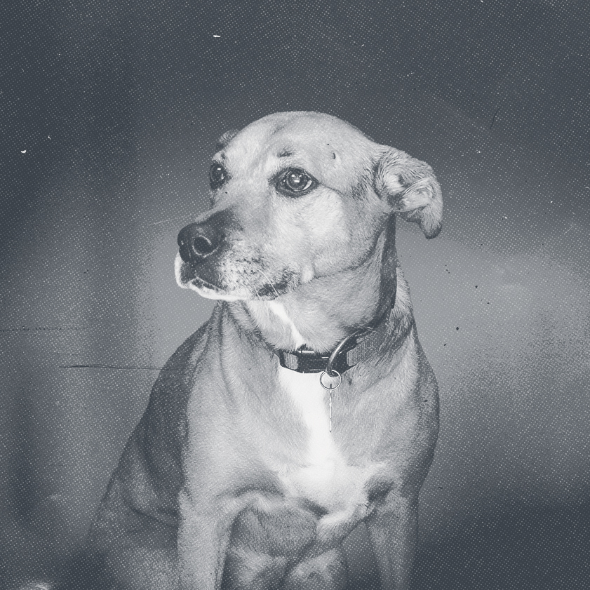 sadie